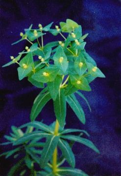 Hosta Sieboldii Saponins